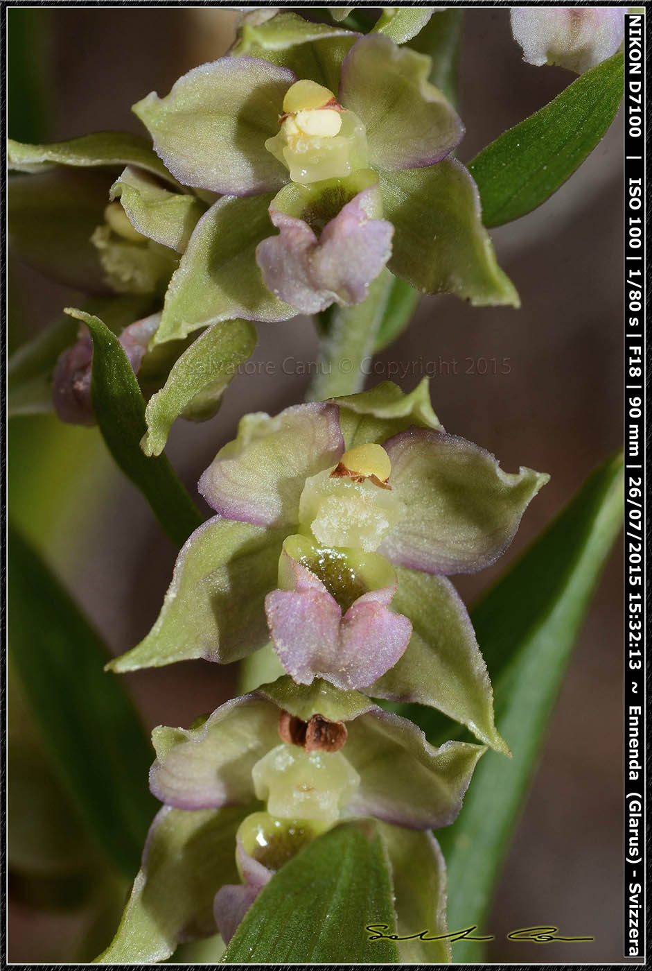 Epipactis helleborine dalla Svizzera 2